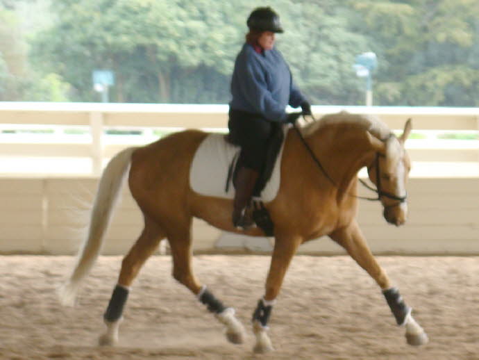 The work leads to some nice looking trot moments.