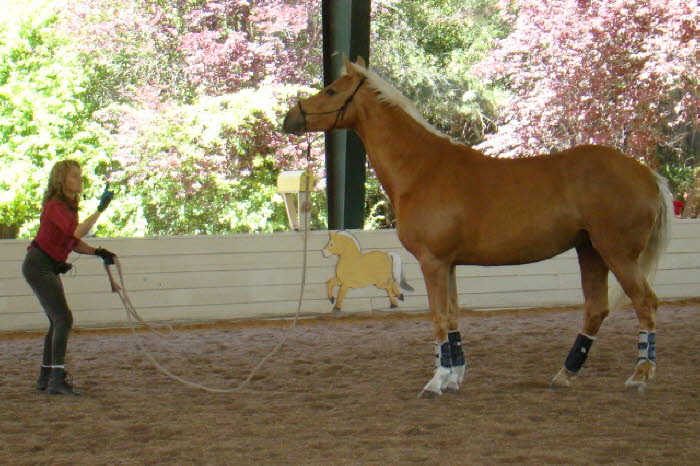 Lisa brought Dazzle to work with and Terry spent time seting some definite boundaries for this feisty mare.
