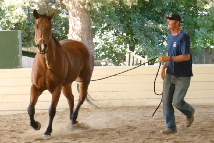 The young horse group was a chance to try out Tim & Elises ranch horse candidate, and Tim got more exercise than expected.