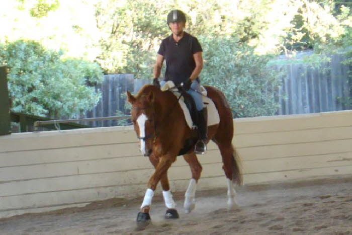 Wendy and Fendi, a New Forest Pony/Oldenburg cross, were first timers.